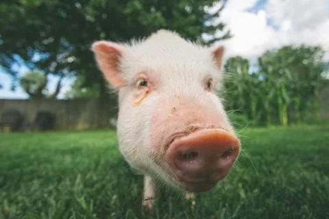 Pet Pig Stock Photos