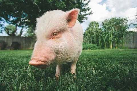 Pet Pig Stock Photos