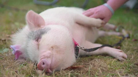 Pet pig wearing a bow, laying down and smiling while getting a belly rub Stock Footage 138898031