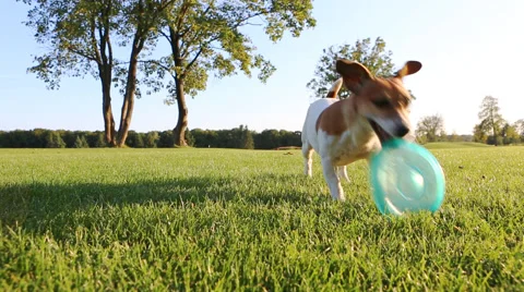 Pet play nature Stock Footage 45862247