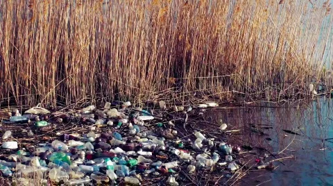 Pet pollution Stock Footage 360042
