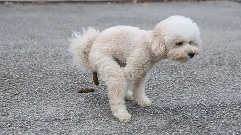 Pet poodle dog pooping feces outdoor on road Stock Footage