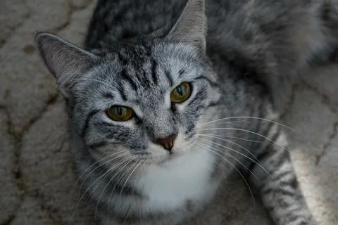 Pet portrait. Close-up of a cat's muzzle.The cat is looking at the camera. Stock Photos