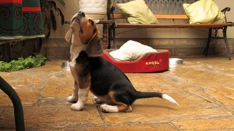 Pet posing Foto stock