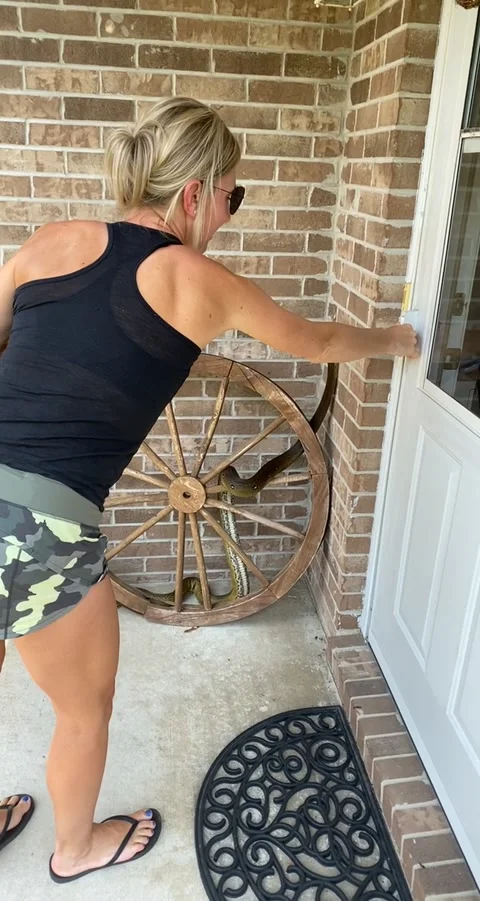 Pet Python Greets Guests, Merrillville, Indiana, USA - 23 Jul 2021 스톡 동영상 205381337