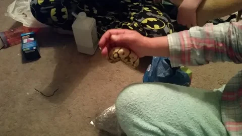 Pet Python Trying to Eat a Finger, Silver City, New Mexico, USA - 24 Mar 2018 Stock Footage 205262271