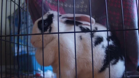 Pet Rabbit Behavior Cleans Face 4K Stockbeeldmateriaal 70678797