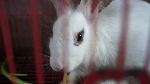 The pet rabbit is being fed spinach 스톡 동영상 196919867