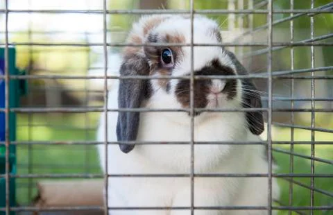 Pet Rabbit in Cage Stockfoto's