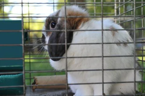 Pet Rabbit in Cage Stock-Fotos