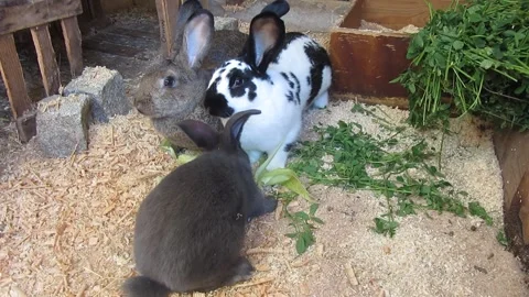 Pet rabbit eating in barn Easter Bunny Stock Footage 160116095