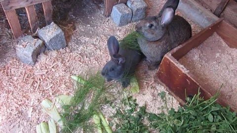 Pet rabbit eating in barn Stock Footage 160116126