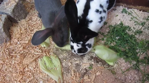 Pet rabbit eating in barn Stock Footage 160116136