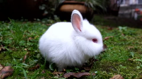 A pet rabbit eating grass at the green area of a community Stock Footage 47258530