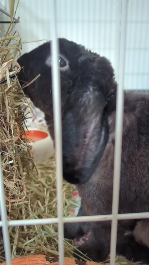 Pet rabbit eats hay in a cage Stock Footage 288200508
