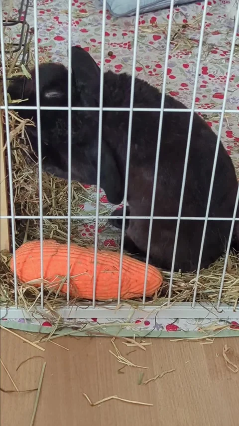 Pet rabbit eats hay in a cage Stock Footage 288200539