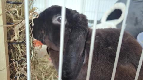 Pet rabbit eats hay in a cage Stock Footage 288200557