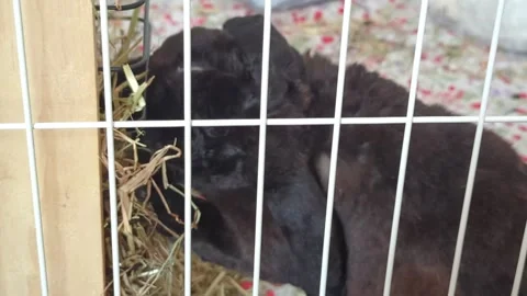 Pet rabbit eats hay in a cage Stock Footage 288200624