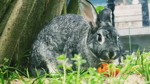 Pet rabbit Stock Footage 219970246