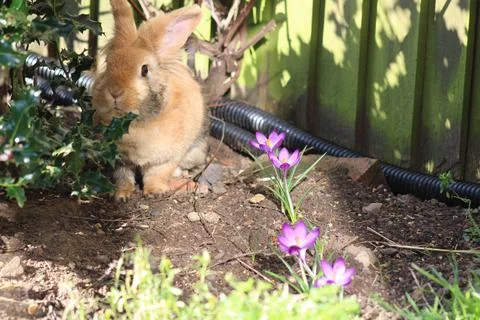 Pet rabbit in the garden Stock Photos