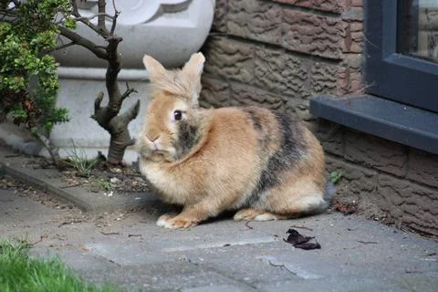 Pet rabbit in the garden Stock Photos