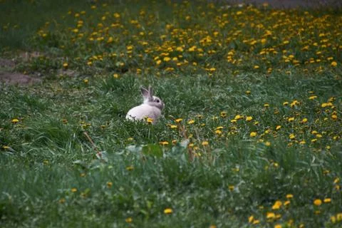 Pet rabbit in the grass Stock-Fotos