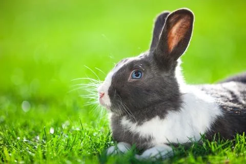 Pet rabbit on green grass Foto stock