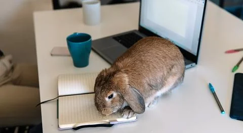 Pet rabbit interrupting work on a home office desk Stock Photos