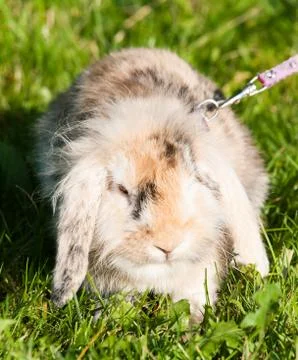 Pet rabbit on leash Stock Photos