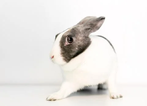 A pet rabbit with a nervous expression Stock Photos