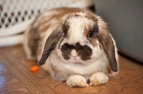 Pet rabbit Stock Photos