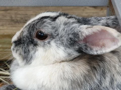 Pet Rabbit Stock Photos