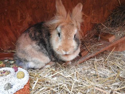 Pet rabbit Stock Photos