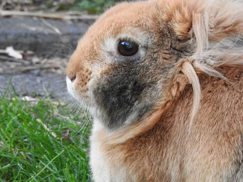 Pet rabbit Stock Photos