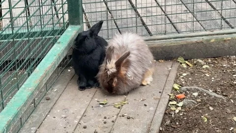 Pet rabbits Stock Footage 346489728