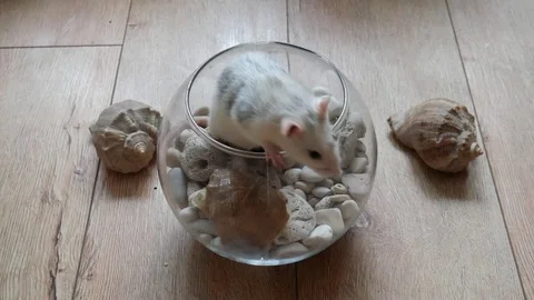 Pet Rat in aquarium Stock Footage 98707397
