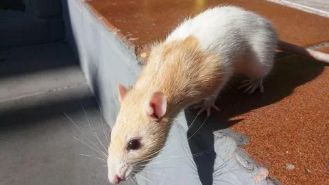 Pet rat in focus Stock Photos
