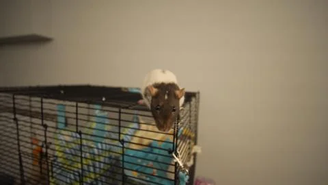 Pet Rat Looking at camera Stock Photos