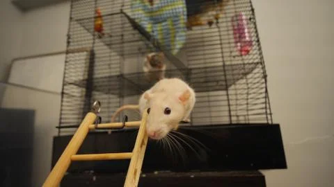 Pet Rat Stock Photos