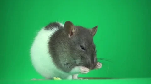 Pet rat washes on a green background, close-up Stock Footage 79437786