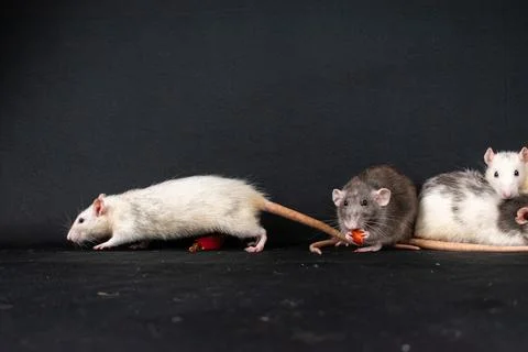 Pet rats on black background Stock Photos