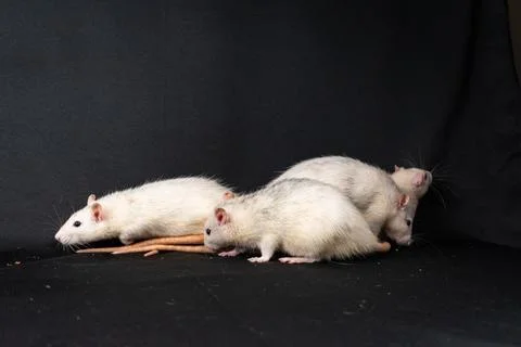 Pet rats on black background Stock Photos