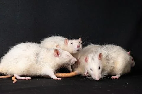 Pet rats on black background Stock Photos