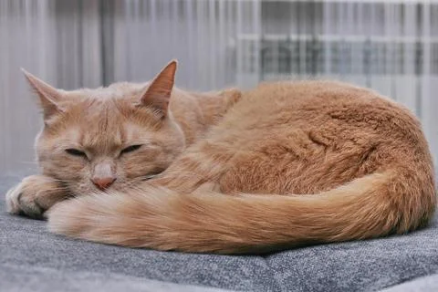 A pet - red cat napping on a grey sofa Stock Photos
