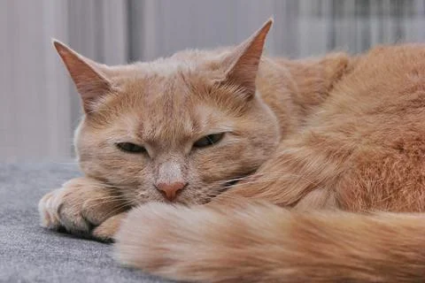 A pet - red cat napping on a grey sofa Stock Photos