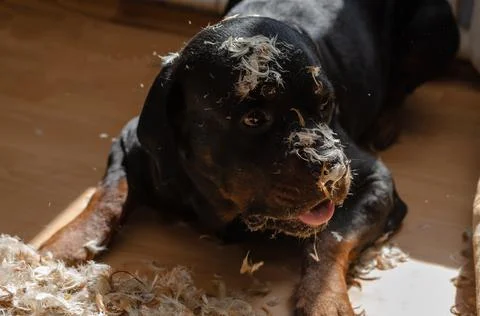 A pet ripped a feather pillow. A male Rottweiler dog lies on the floor in fro Stock Photos