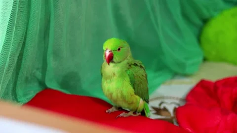 Pet Rose Ringed Parakeet (Indian Green Parrot) pampers her hairs. Stock Footage 149975225