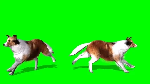 Pet running in green screen Stock Footage 81593128