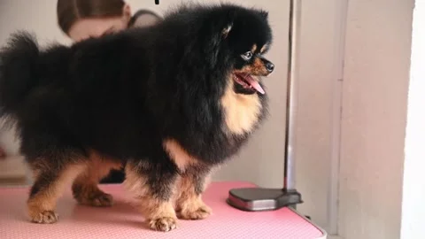 Pet salon drying session: black spitz enjoys warm air as groomer fluffs coat Stock Footage 305545117