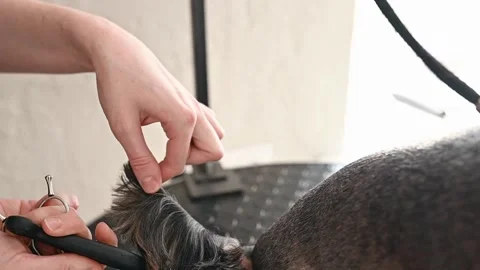 Pet salon transforms dogs appearance with expert styling techniques. Groomer Stock Footage 305547708